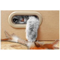 Ensemble irrésistible Addicted! pour chat, Contenance 2,5 kg