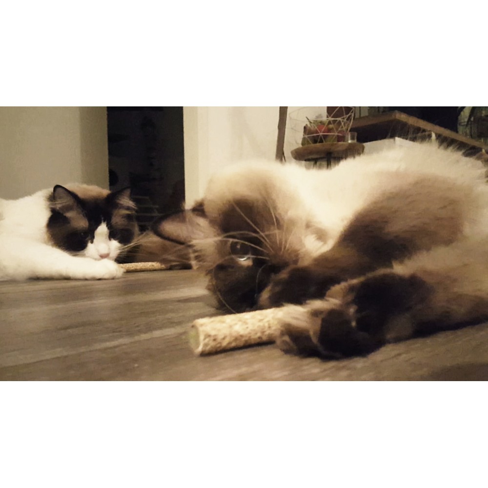 Haltère Addicted! 22x9x3 cm pour les Chats