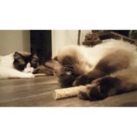 Haltère Addicted! 22x9x3 cm pour les Chats