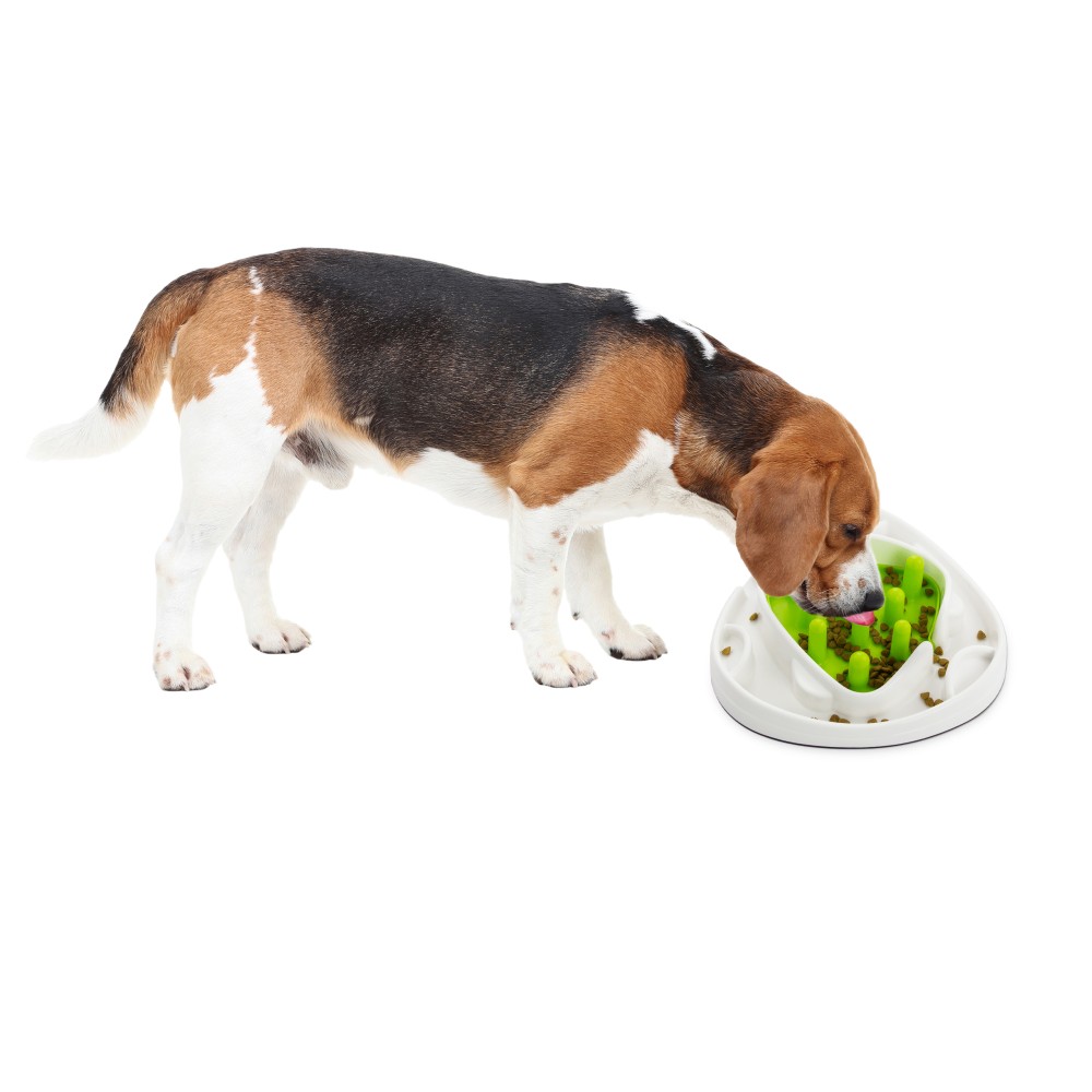 Jeu interactif AFP - Labyrinthe Alimentaire pour chiens