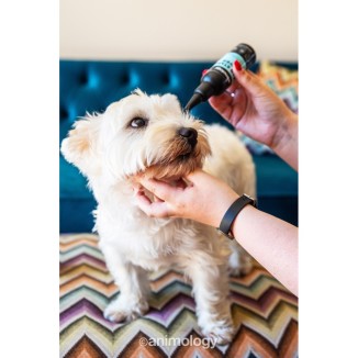 Animology Dissolvant de taches de larmes 100 ml - Élimine les taches efficacement