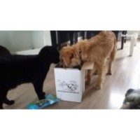 Braaaf Donut en peau de mouton et poisson - Gâterie pour chien de qualité