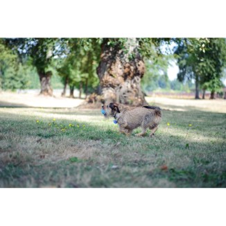 Lot de 2 sifflets pour chiens Chuckit! S - Entraînez votre chien avec précision!