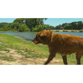 Chuckit! Ultra Ball XXL - Balle de jeu indestructible pour chien, dimensions 10.2x13.5x16.7 cm