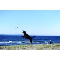 Frisbee pour Chien Chuckit! Paraflight S - Idéal pour les jeux en plein air