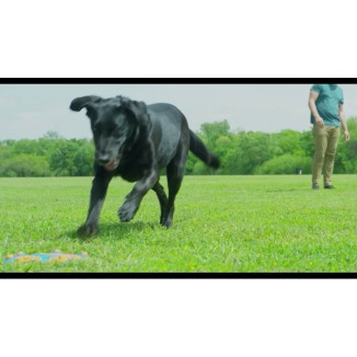 Chuckit! Whistle Flight - Disque de vol pour chien avec sifflet