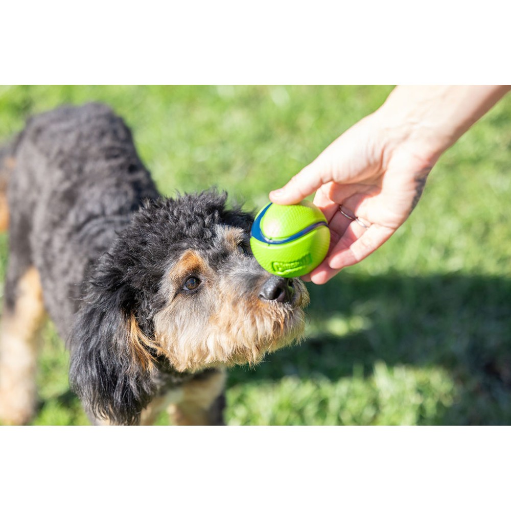 Pack de 4 balles Chuckit! au bacon et beurre de cacahuète pour chien - Taille M