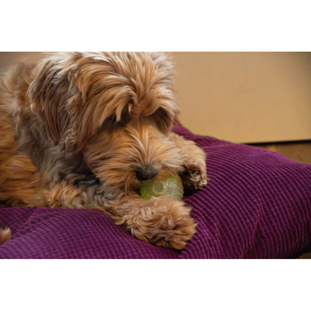 Balle de lune phosphorescente pour chien Comets M Rose - Jouet lumineux pour des jeux nocturnes fun