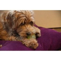 Balle de lune phosphorescente pour chien Comets M Rose - Jouet lumineux pour des jeux nocturnes fun