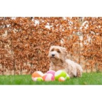 Balle de lune phosphorescente pour chien Comets M Rose - Jouet lumineux pour des jeux nocturnes fun