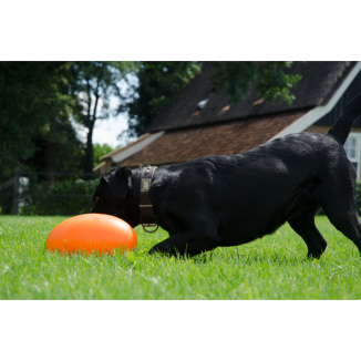 Croquettes Les Comètes pour Chiens Pan-Stars Orange M - Qualité supérieure 