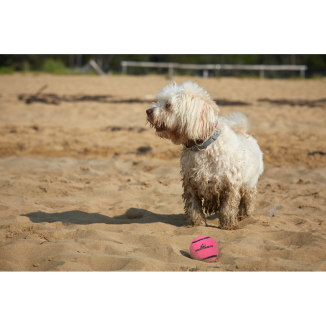 Balles de tennis pour chien - Comets Neutron Star M Rose