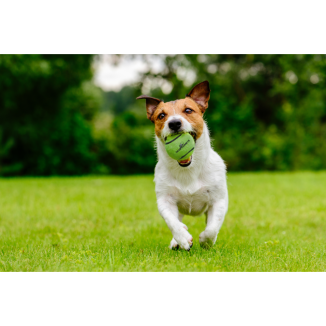 Balle de tennis Dog Comets Neutron Star avec sifflet - Jouet canin amusant et stimulant