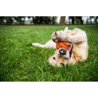 Balle de tennis pour chien Dog Comets Neutron Star avec sifflet M Orange