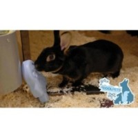 Rafraîchissez votre chien avec le Pingouin Glace CoolPets | CHIEN