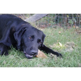 Oreilles dentaires petites 48 pièces pour chiens Dental