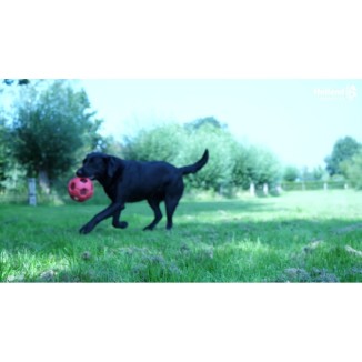 Friandises pour chiens Dental Ears Moyen 48 pièces - Savoureux et bénéfiques