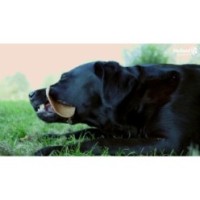 Friandises pour chiens Dental Ears Moyen 48 pièces - Savoureux et bénéfiques