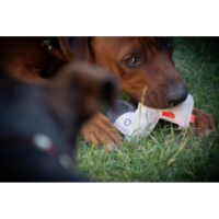 Doggy Doodles Âne marron et Chiot Gris clair pour CHIEN