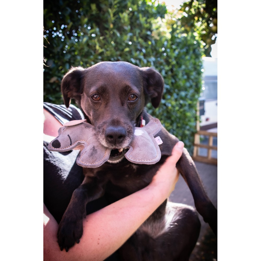 Doggy Doodles Âne marron et Chiot Gris clair pour CHIEN