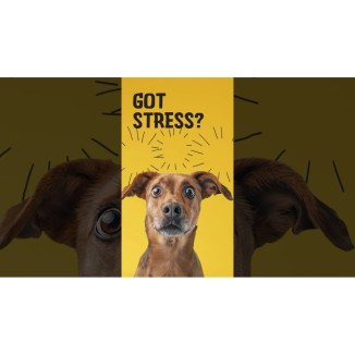 Délicieuses gâteries anti-stress pour chiens - 120 pièces
