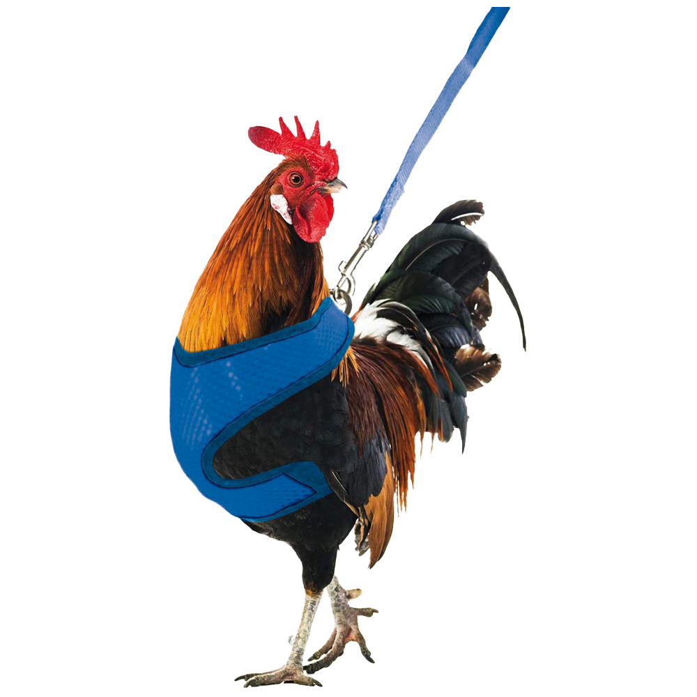 Harnais pour Poulet Gaun - Confortable et pratique, 22x15x1 cm