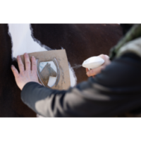 Excellent Spray Brillant pour Chevaux à Paillettes Orange 250 ml - Éclat et brillance assurés