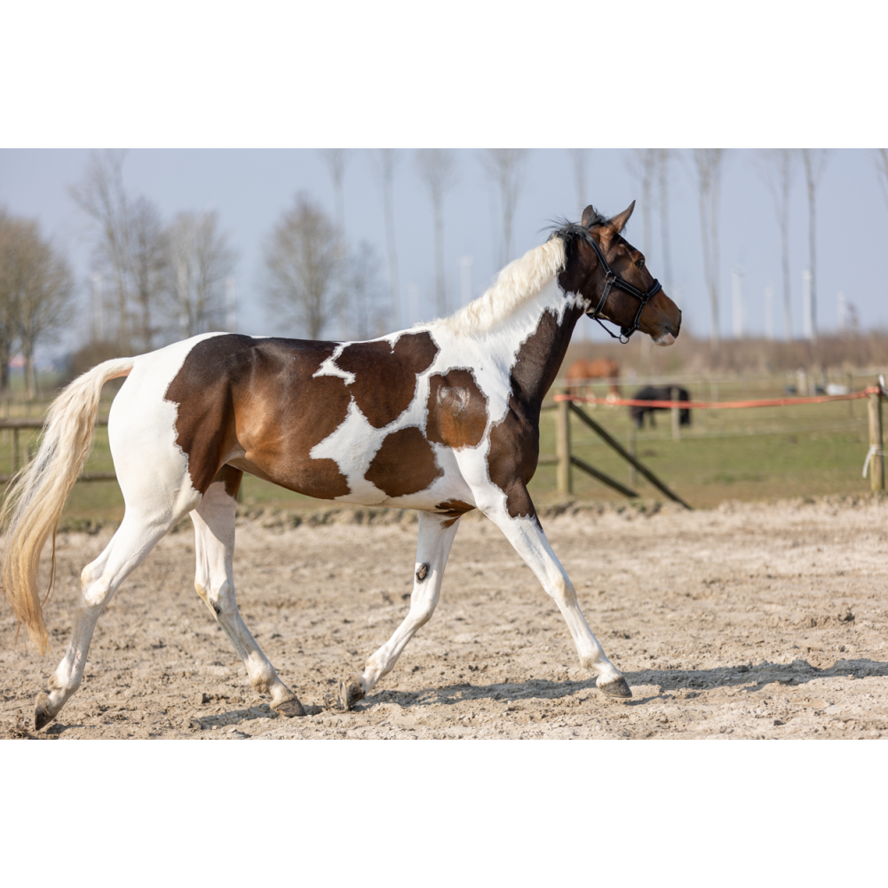 Excellent Spray Brillant pour Chevaux à Paillettes Orange 250 ml - Éclat et brillance assurés
