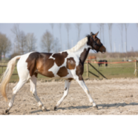Excellent Spray Brillant pour Chevaux à Paillettes Orange 250 ml - Éclat et brillance assurés