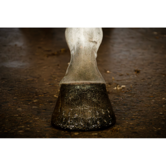 Excellent Vernis à Sabots Brillant Pailleté pour Chevaux Or 150 ml - Éclat assuré