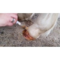 Gel d'Huile pour Sabots de Cheval 800 g - Soin de qualité supérieure