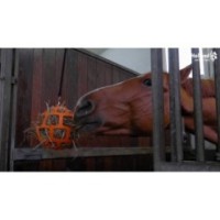 Mangeoire à foin Fun & Flex Green pour chevaux