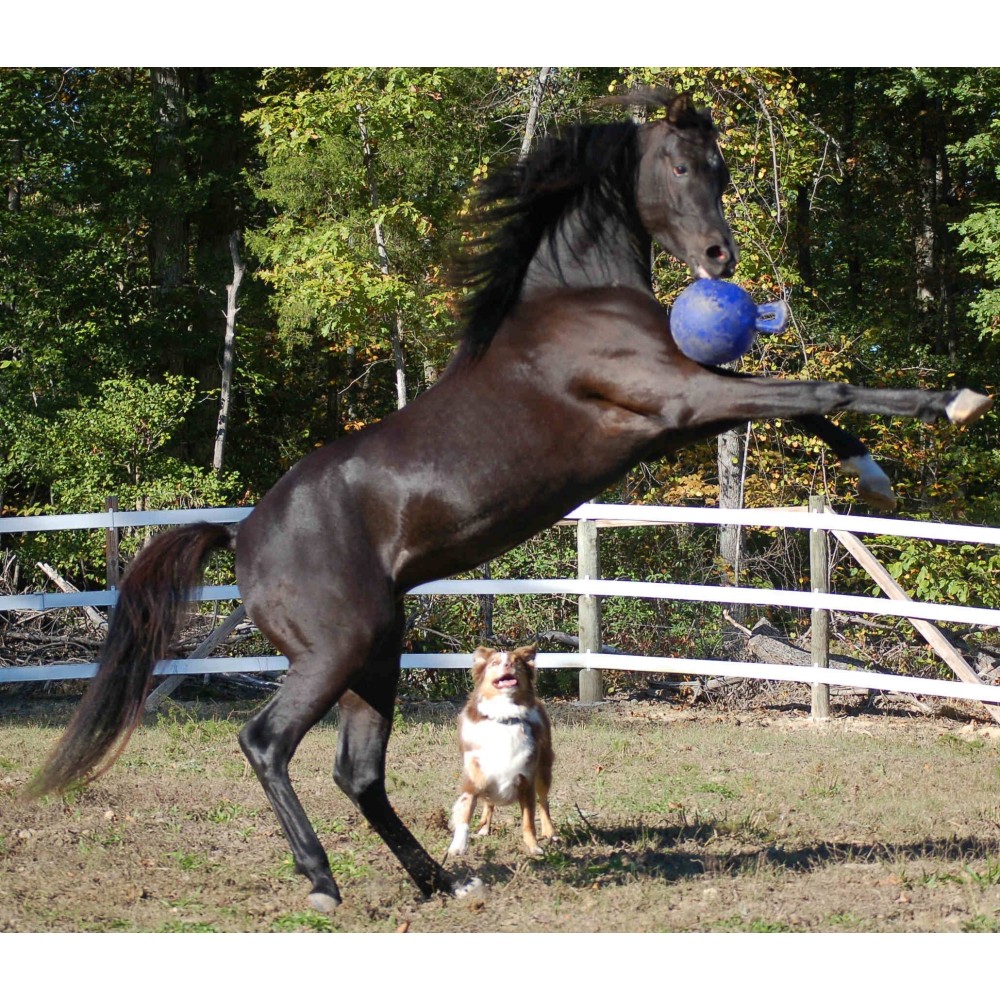 Jolly Ball Vert pour Cheval - Contenance 25.4x25.4x33 cm