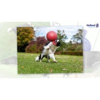 Jouet pour chien Jolly Tug-n-Toss Myrtille M (15cm) - Amusant et résistant