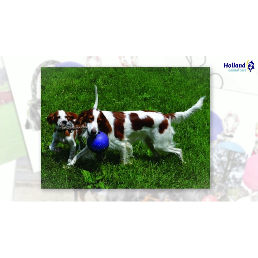 Balle Jolly Romp-n-Roll Violette M (15 cm) pour Chiens