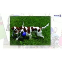 Balle Jolly Romp-n-Roll Violette M (15 cm) pour Chiens