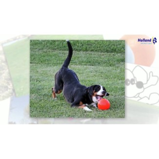 Jouet Sautant et Amusant pour Chien - Jolly Bounce-n Play Bleu M (15 cm)