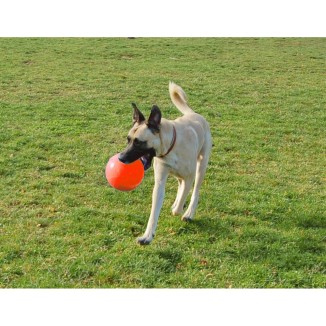 Jouet Chien Jolly Bounce-n Play Vanille M (15 cm) - Amusement assuré