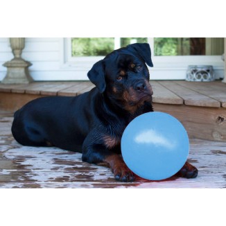 Jouet pour chien Jolly Bounce-n Play Myrtille L (20 cm) - Amusement garanti