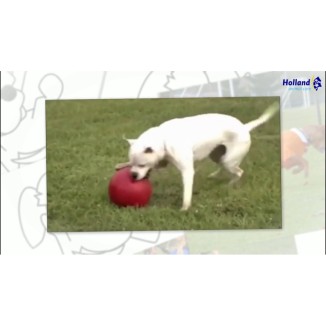 Jouet interactif Jolly Pousse-et-Joue Bleu L pour chiens