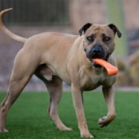 Os Jolly M pour chien | Marque, Pays d'origine, Contenance, Dimensions