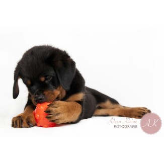 Jolly Jumper Orange S (7,6 cm) - Jouet pour chien compact et amusant