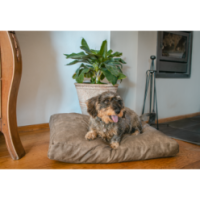 Lit pour chien en peluche Let's Sleep M Taupe - Confortable et élégant