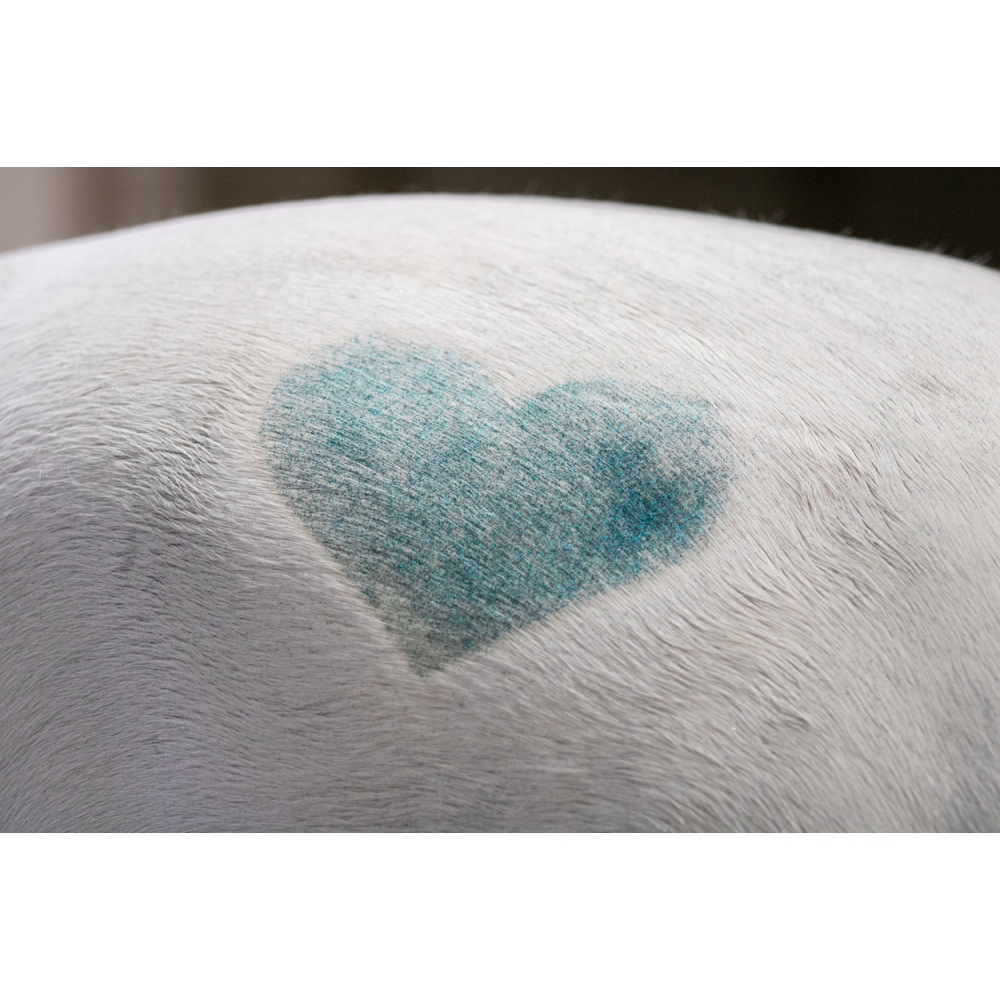 Brillez avec le Spray Paillettes Licorne Vert Lucky Horse!