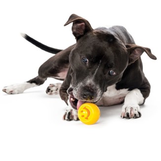 Jouet pour Chien Outward Hound Orbee-Tuff Nooks Jaune