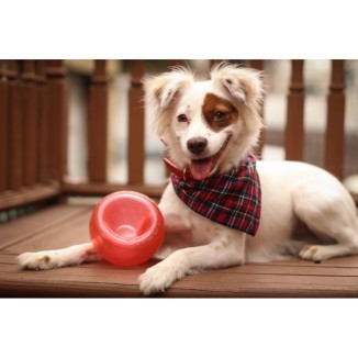 Outward Hound Orbee-Tuff Snoop Rouge S - Jouet interactif pour chien