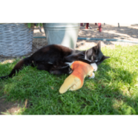 Robocat Poisson Carpe - Jouet interactif pour chat aisément contrôlé