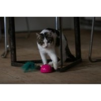 Souris Robocat Rose - Compacte et ludique pour les chats