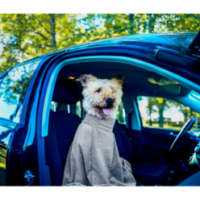 Sac de séchage Royal Dry Doggy Bag XS - Absorption rapide pour chiens - Pratique et compact