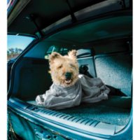 Sac de séchage Royal Dry Doggy Bag XS - Absorption rapide pour chiens - Pratique et compact